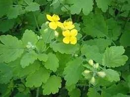 celandine for nail fungus