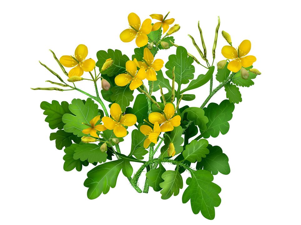 An excellent remedy for nail fungus is celandine