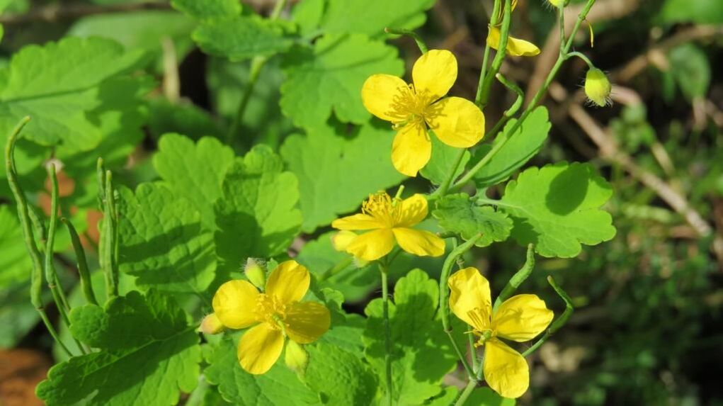 celandine for nail fungus