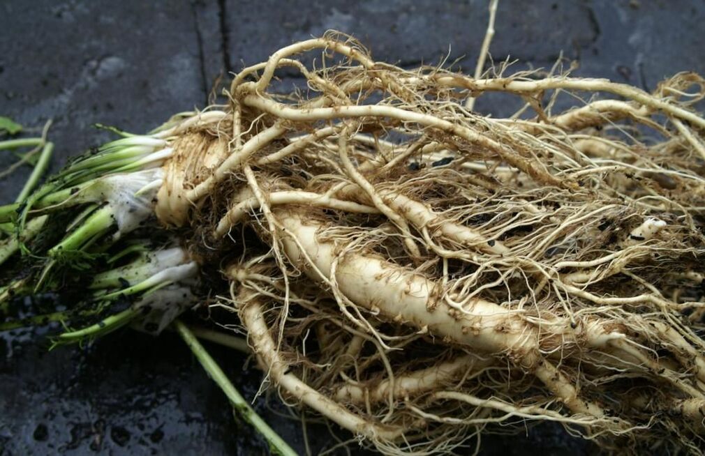 horseradish root against fungus